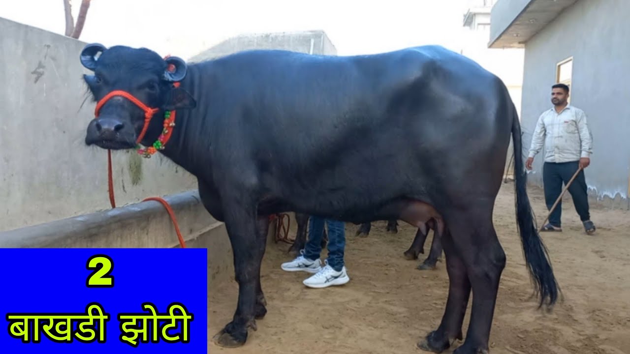 2 बाखडी झोटी प्रेगनेंट चेक पास 🔥 और 2 कटडी बिक्री के लिए उपलब्ध, राममेहर डेयरी फार्म (93065_75071) 