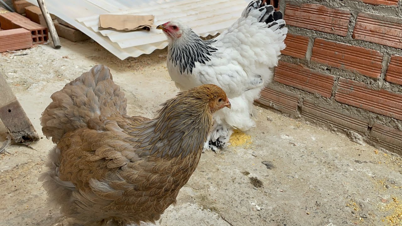 A los cuantos meses pondr&aacute; huevos las gallinas brahamas