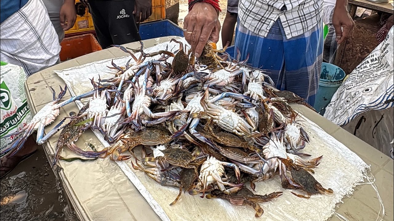 🦀🐟வெள்ளிக்கிழமை அனல் பறக்கும் மீன் மார்க்கெட் ஏலம்🦀🦑🐬||Friday fish auction||Mar 13,2026 #seafood