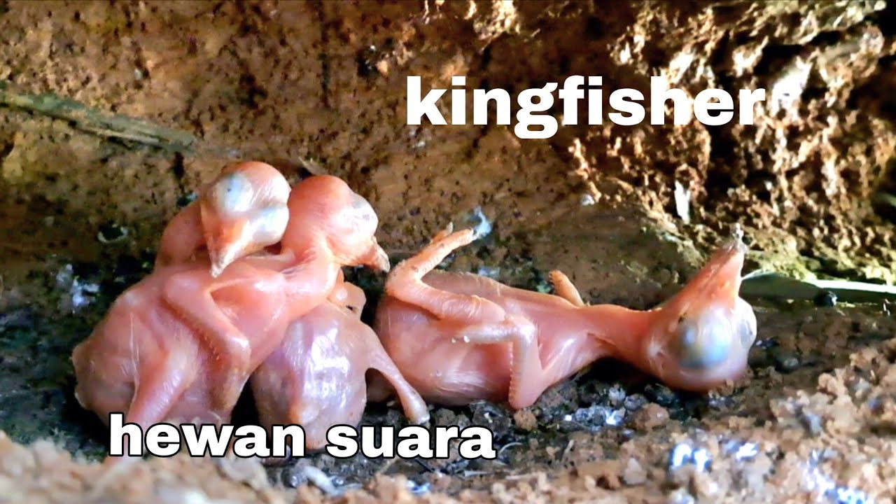 4 BABY KINGFISHER PREDATOR
