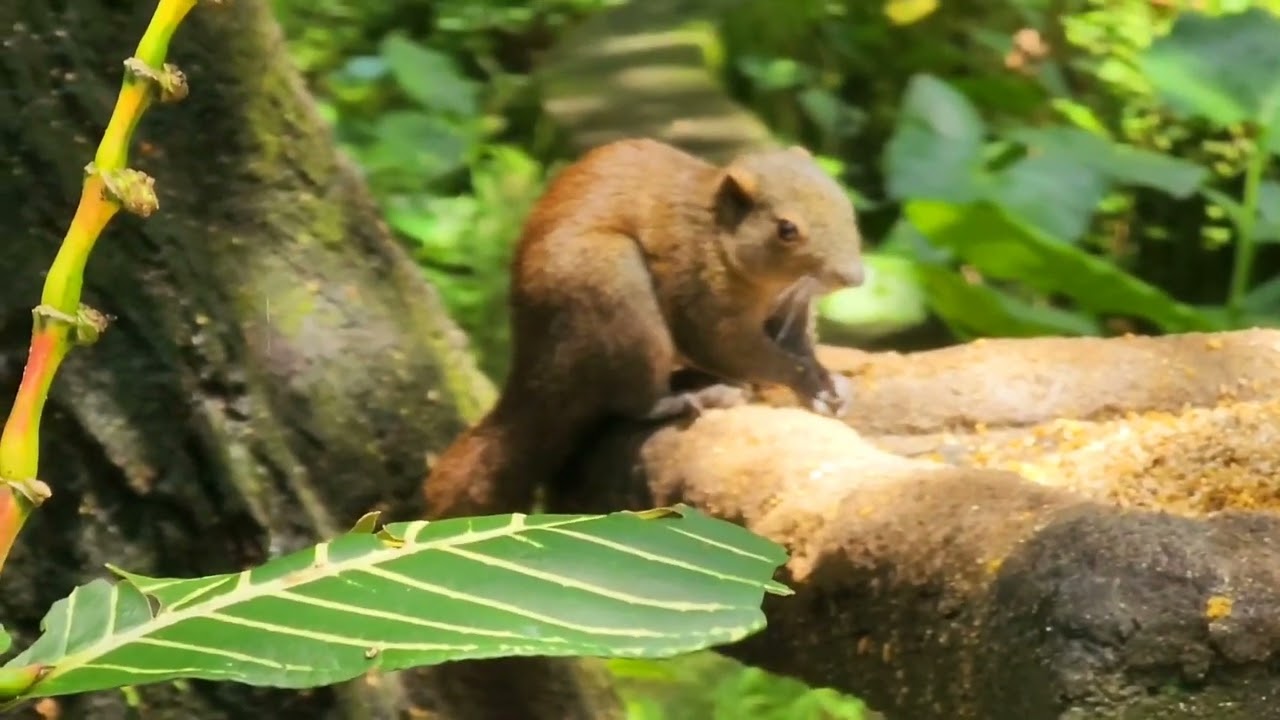 Animals of the world | 8 | Squirrel #nature #animals #squirrel #squirrelwatching #squirrelvideo