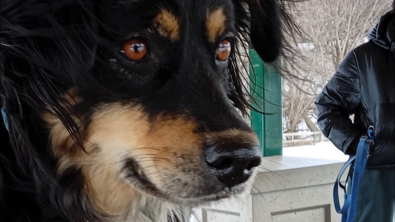 Zsa Zsa Gabor  is live! Puppy dog park fun Toronto Canada Saturday