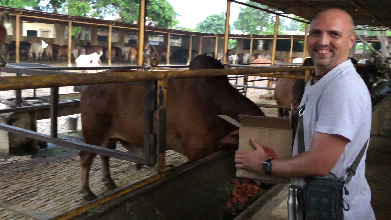 100 kg of jAGGERY for cows❤️🐄