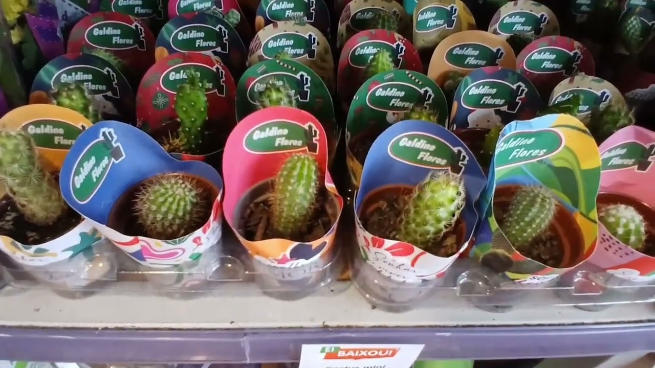 Preços das plantas no  sonda supermercado na minha região 
