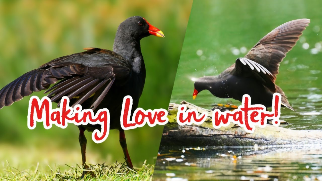 From Eggs to First Steps | Dusky Moorhen Chicks’ Survival