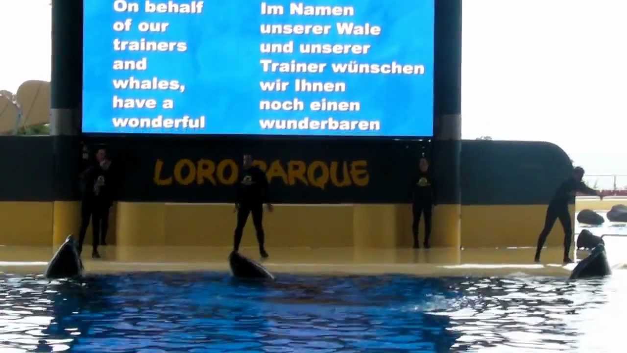 Loro Parque orca show 22 may 2012