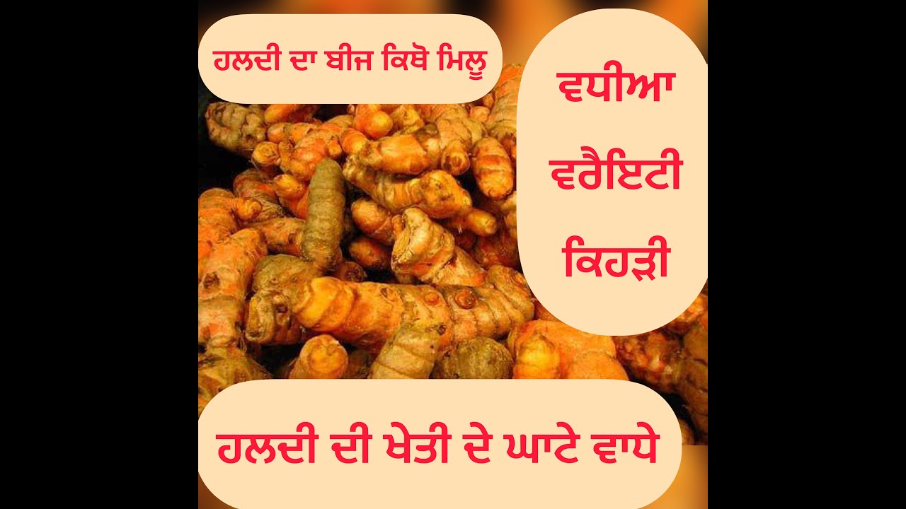 ਹਲਦੀ ਦੀ ਬਿਜਾਈ ਕਿਵੇ ਅਤੇ ਕਦੋ ਕਰੀਏ ਹਲਦੀ ਦੇ ਨਾਮ ਉਪਰ ਹੋਣ ਵਾਲੇ ਧੋਖੇ ਤੋ ਬਚੋ