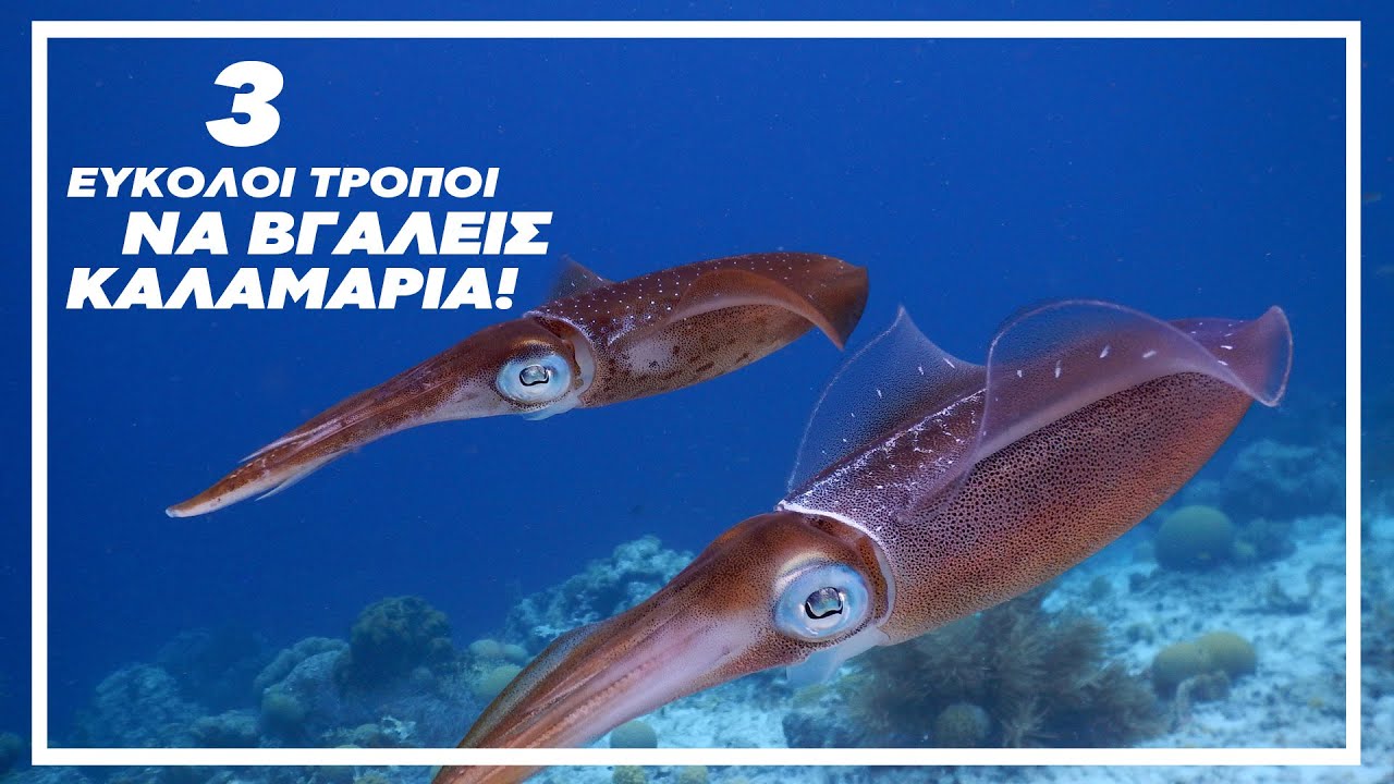 ΤΡΕΙΣ ΤΡΟΠΟΥΣ ΝΑ ΒΓΑΖΕΙΣ ΚΑΛΑΜΑΡΙΑ ΕΥΚΟΛΑ-SQUID THE TECHNIQUE OF SHORE EGING FISHING!!