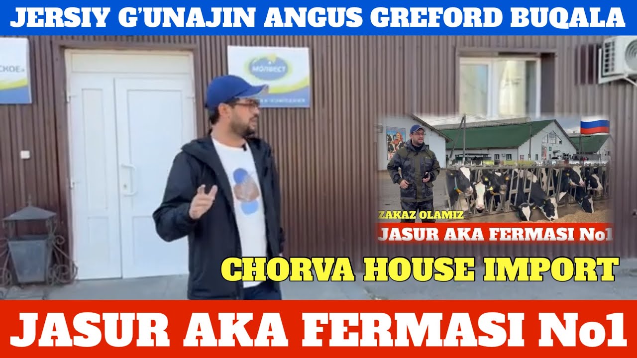 JASUR AKA FERMASI JERSIY G’UNAJIN ANGUS GREFORD BUQALARI YO’LDA ZAKAZ OLAMIZ KOTTA PARTIYA