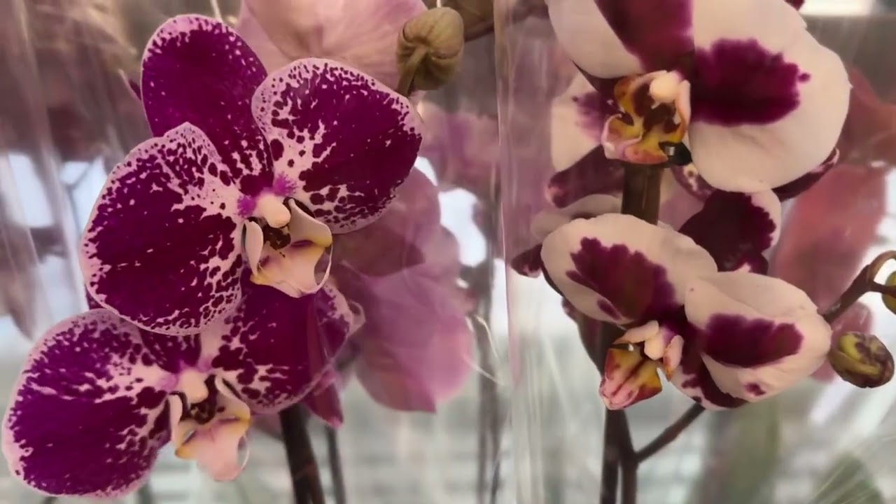 Фаленопсисы в завозе 🌸 Биглип, Каменная Роза, ароматные орхидеи. Новая поставка орхидей фаленопсисов