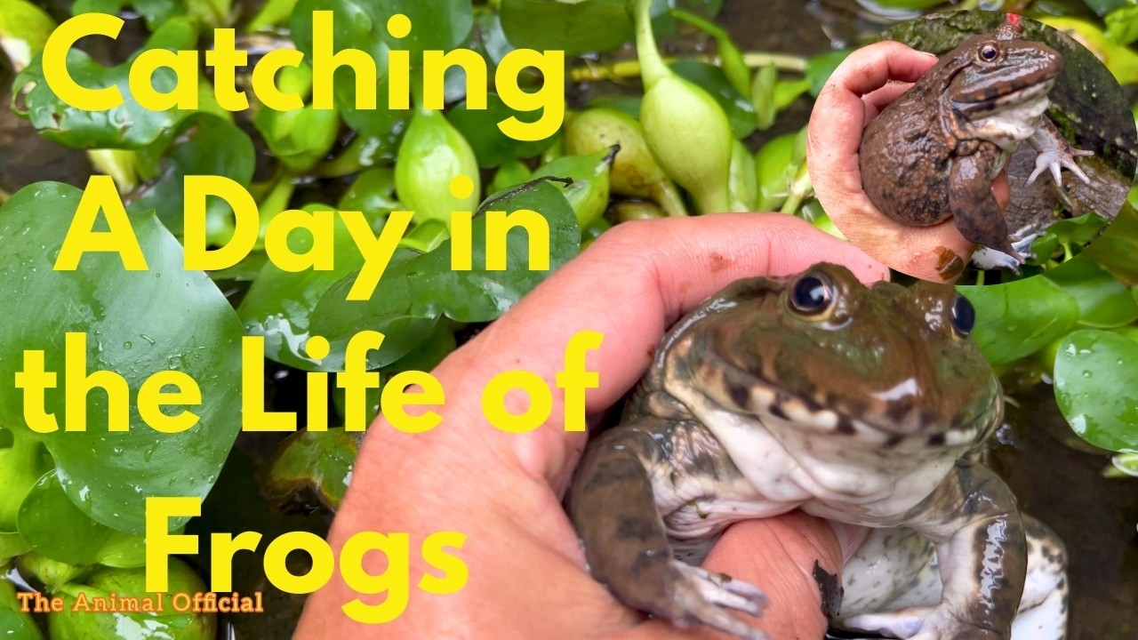 Catch and Play With Frogs