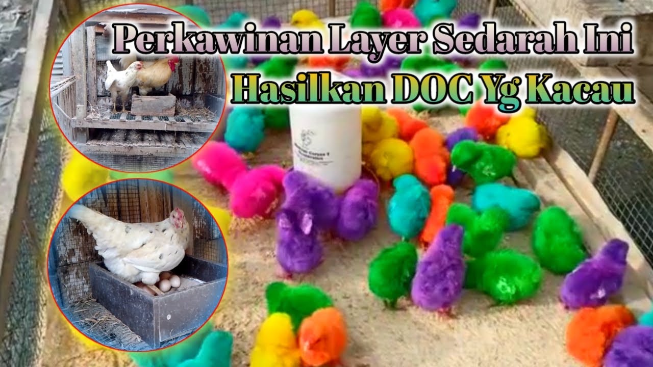 PERKAWINAN SEDARAH AYAM LAYER X F1 LAYER‼️ PROYEK GAGAL TOTAL‼️