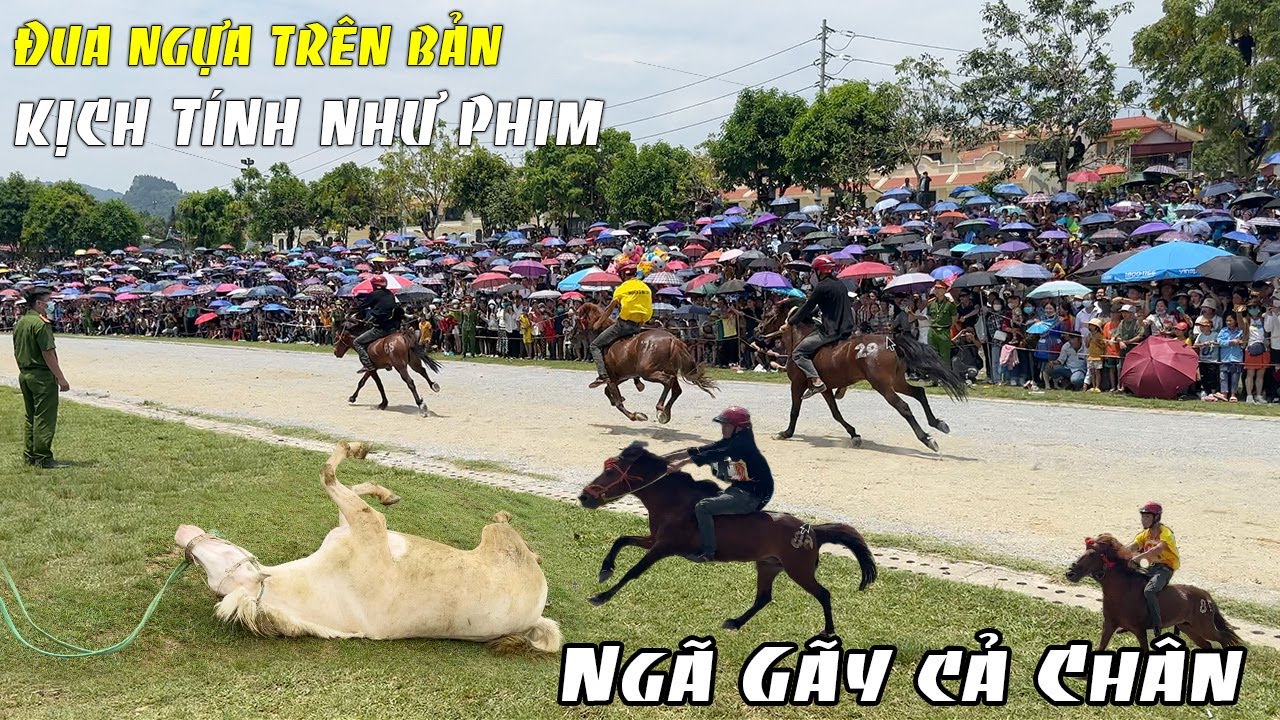 Chung Kết Đua Ngựa Bắc Hà 2023 Hàng Vạn Người Đến Xem Những Chú Ngựa Nhỏ Xíu Nhưng Chạy Rất Nhanh