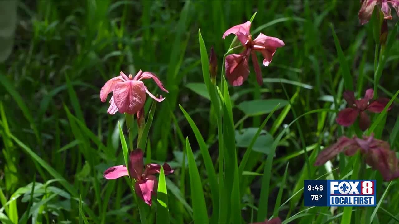 Heart of Louisiana: Red Iris