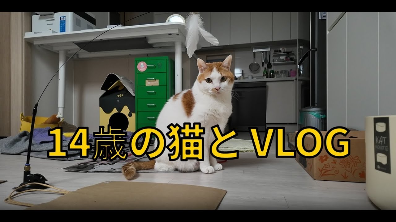 【Vlog】14歳の猫との暮らし | サブウェイ | フェドッパプ | 呪術廻戦 | 狩りごっこ | フードパズル | 健康チェック
