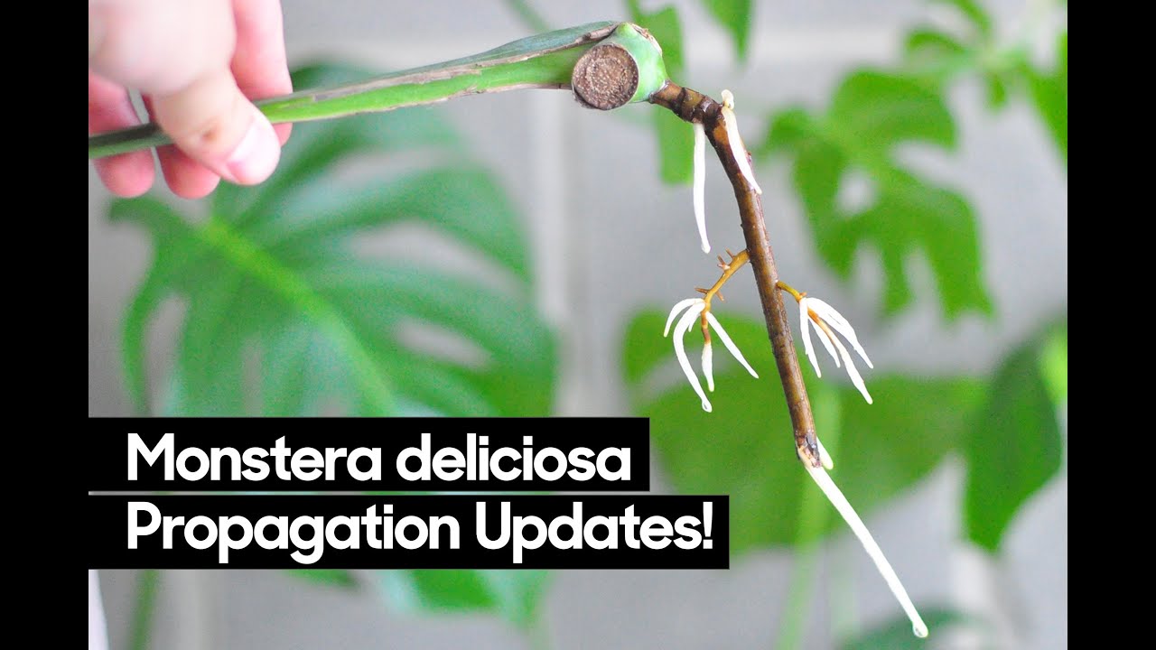 Monstera Deliciosa Rooting Results! • Normal and 'Thai Constellation'