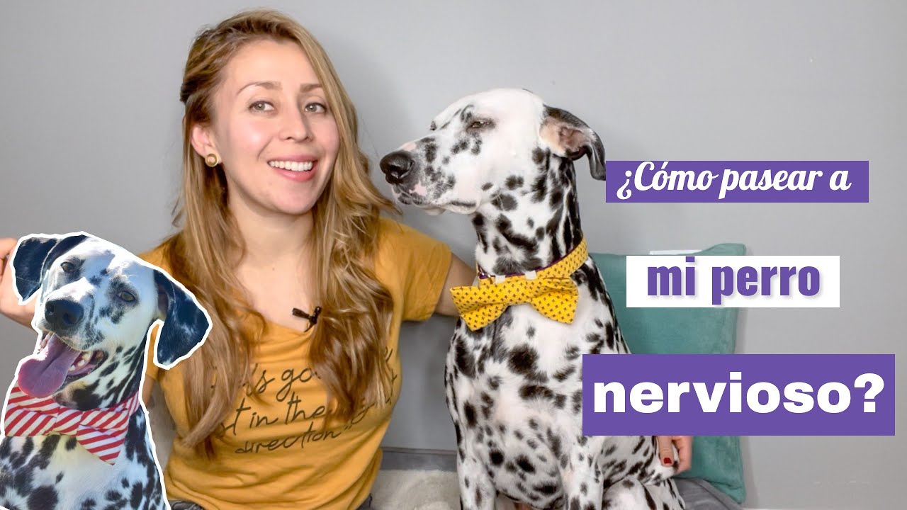 &iquest;C&oacute;mo pasear a tu perro si es muy nervioso?