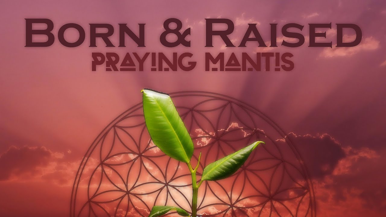 Praying Mantis - Born and Raised (Official Audio)