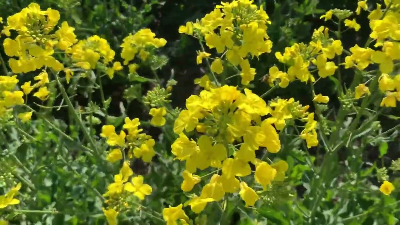 Ріпак no till 70 міжряддя