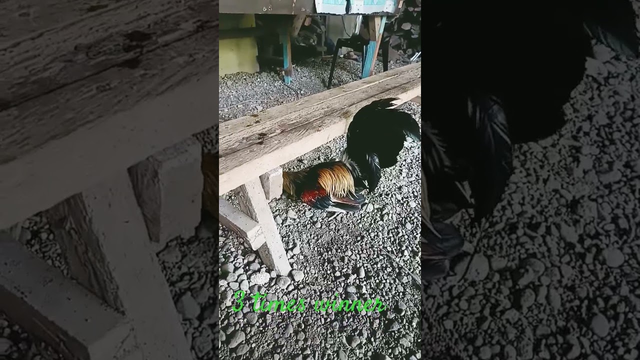 #nitolizarom #trending #travel #trendingshorts #toptrending #cockfights