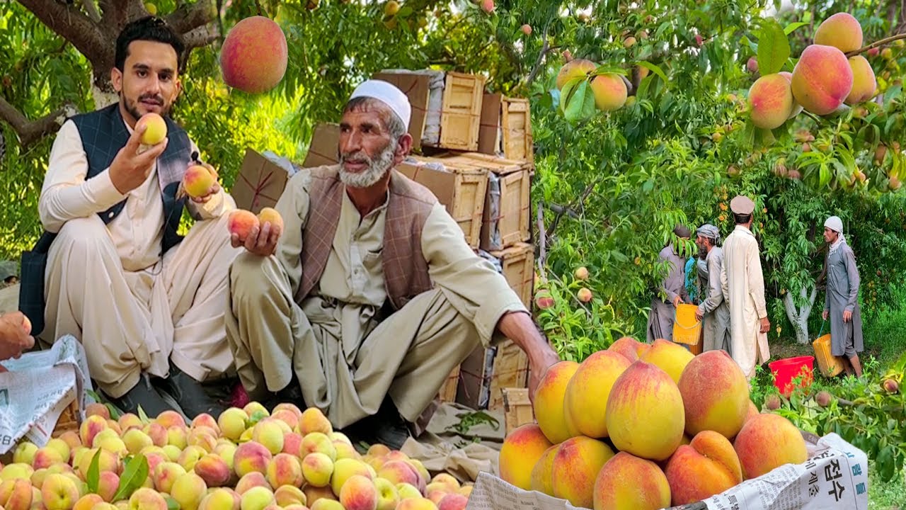 Afghan peaches | Laghman | لغمان او افغان شفتالو