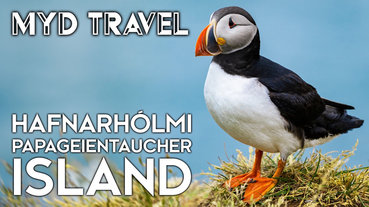 Puffins auf Hafnarhólmi - Island | MYD Travel - Folge 83 [4K]