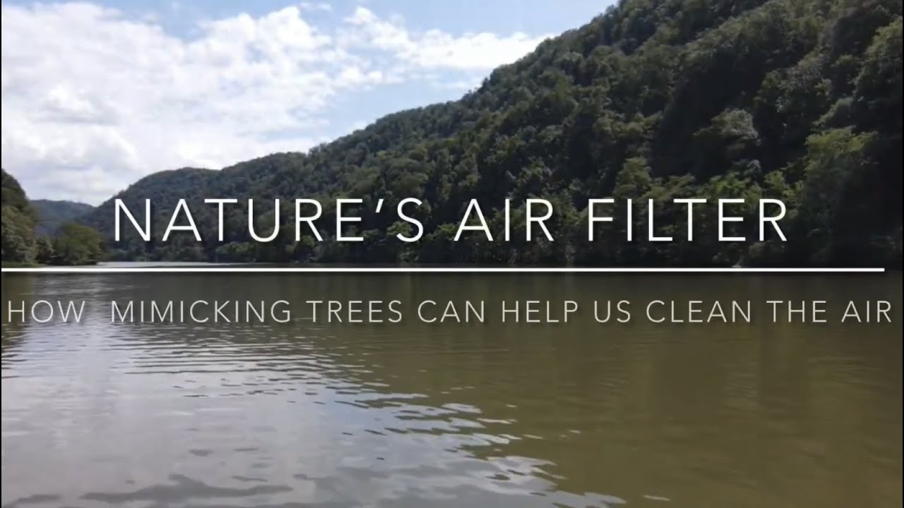 Nature's Air Filter: How Mimicking Trees Can Help Us Clean the Air