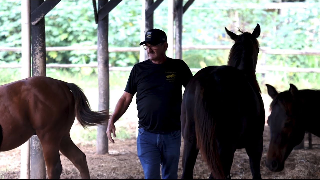 Programa Star Na Estrada - Haras Simon