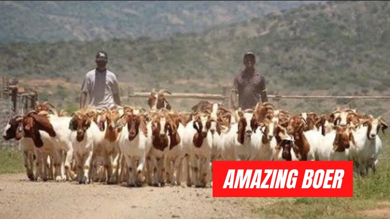 Reba&ntilde;o de Cabras Boer R&uacute;sticas y Productivas | Negocio de cr&iacute;a de cabras Boer