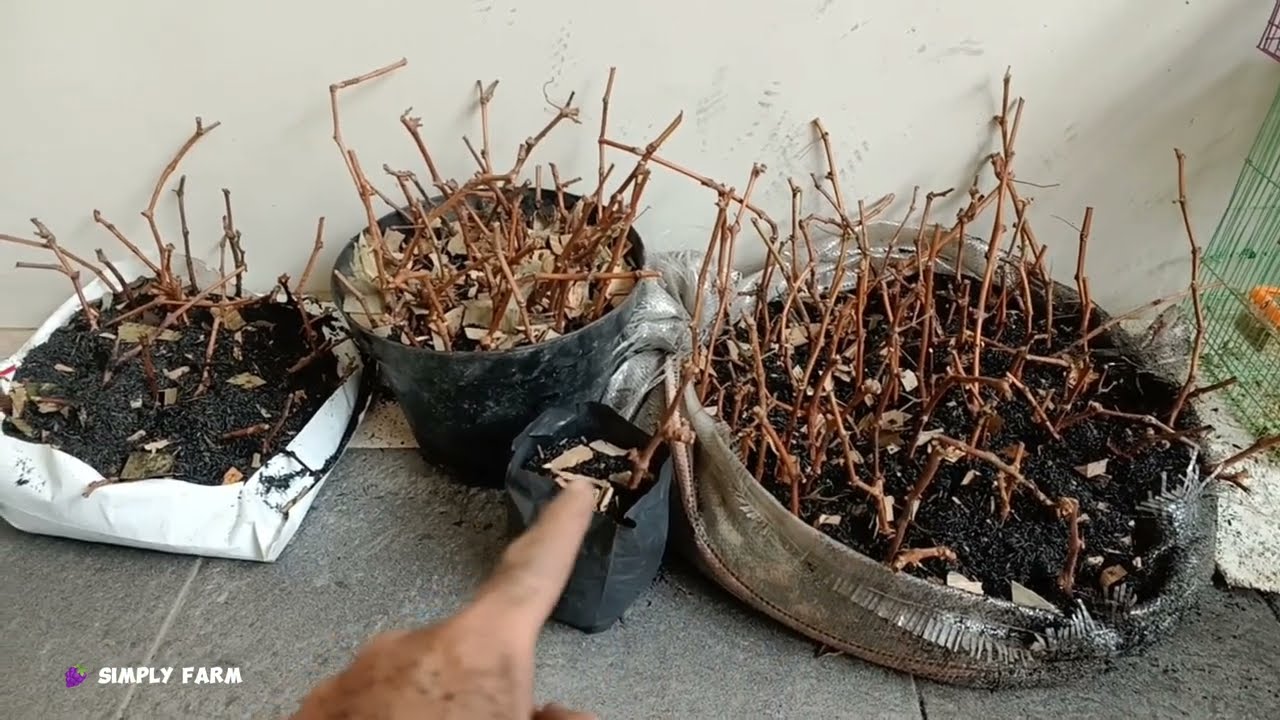 CARA TANAM / SEMAI CUTTING BATANG ANGGUR