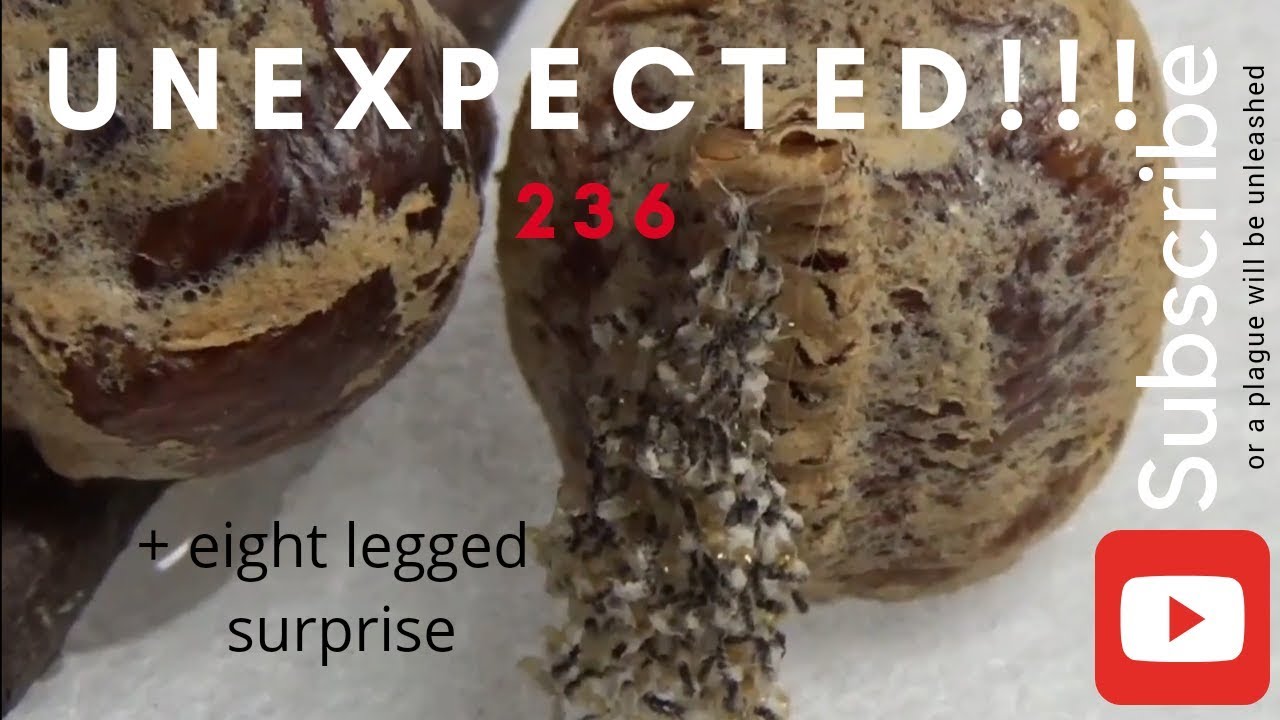 Massive Unexpected Hatch!!! How To Seperate Nymph