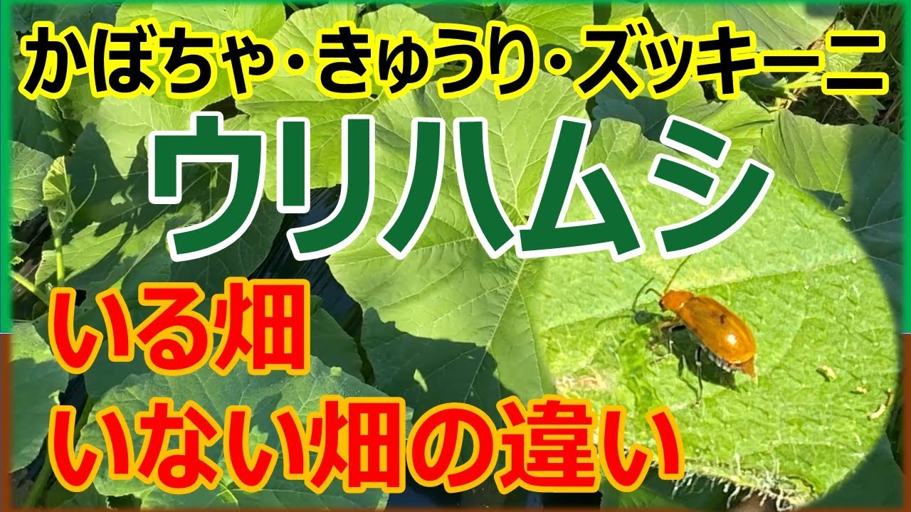 ウリハムシのいる畑といない畑の決定的な違い　#家庭菜園 #農ある暮らし