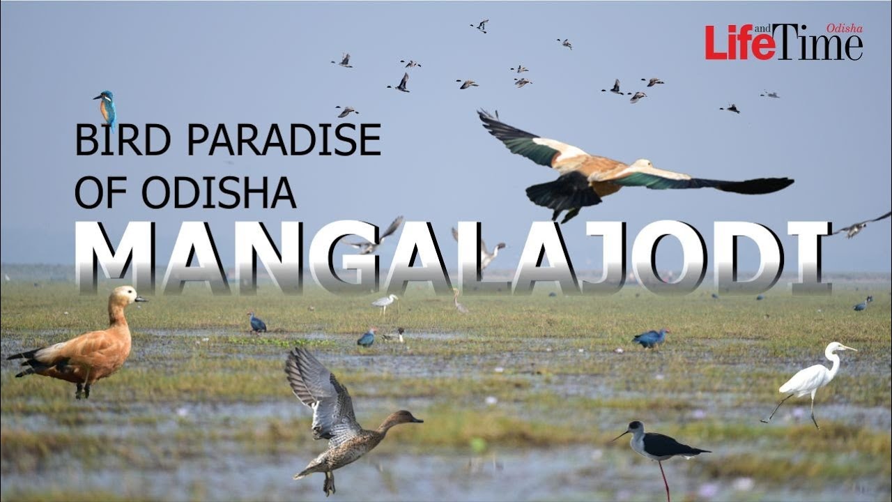 Exploring Mangalajodi | Migratory Birds Heaven in Odisha | Bird Sanctuary in Chilika Lake