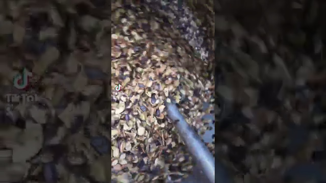 بزر بطيخ افغاني