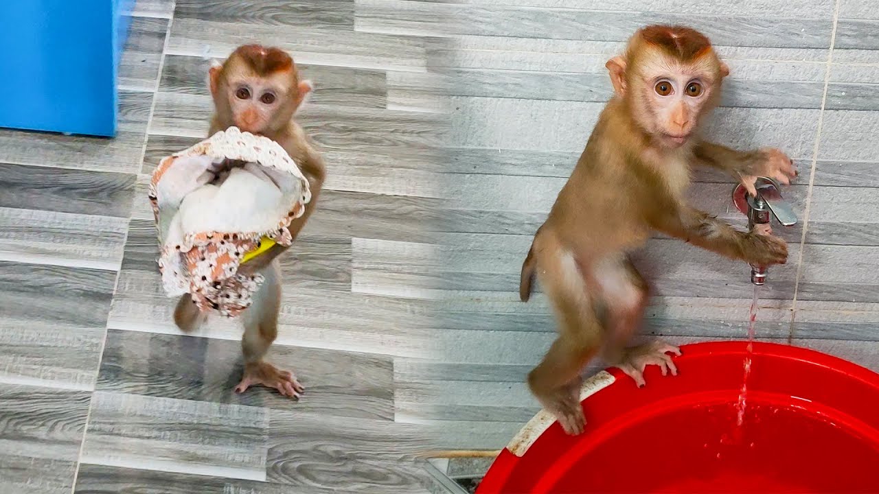 Smart Monkey KaKa takes a bath alone without the help of her Mom