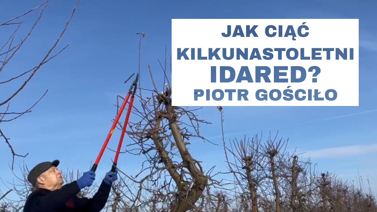 #65 Jak ciąć kilkunastoletni Idared? odc. 10 - Komunikat Sadowniczy Piotr Gościło