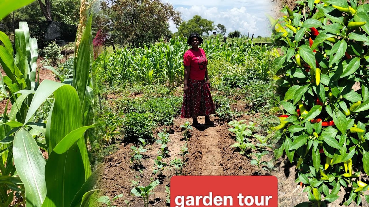 Moving back to Zimbabwe from South Africa/Garden tour with Nonie Dee