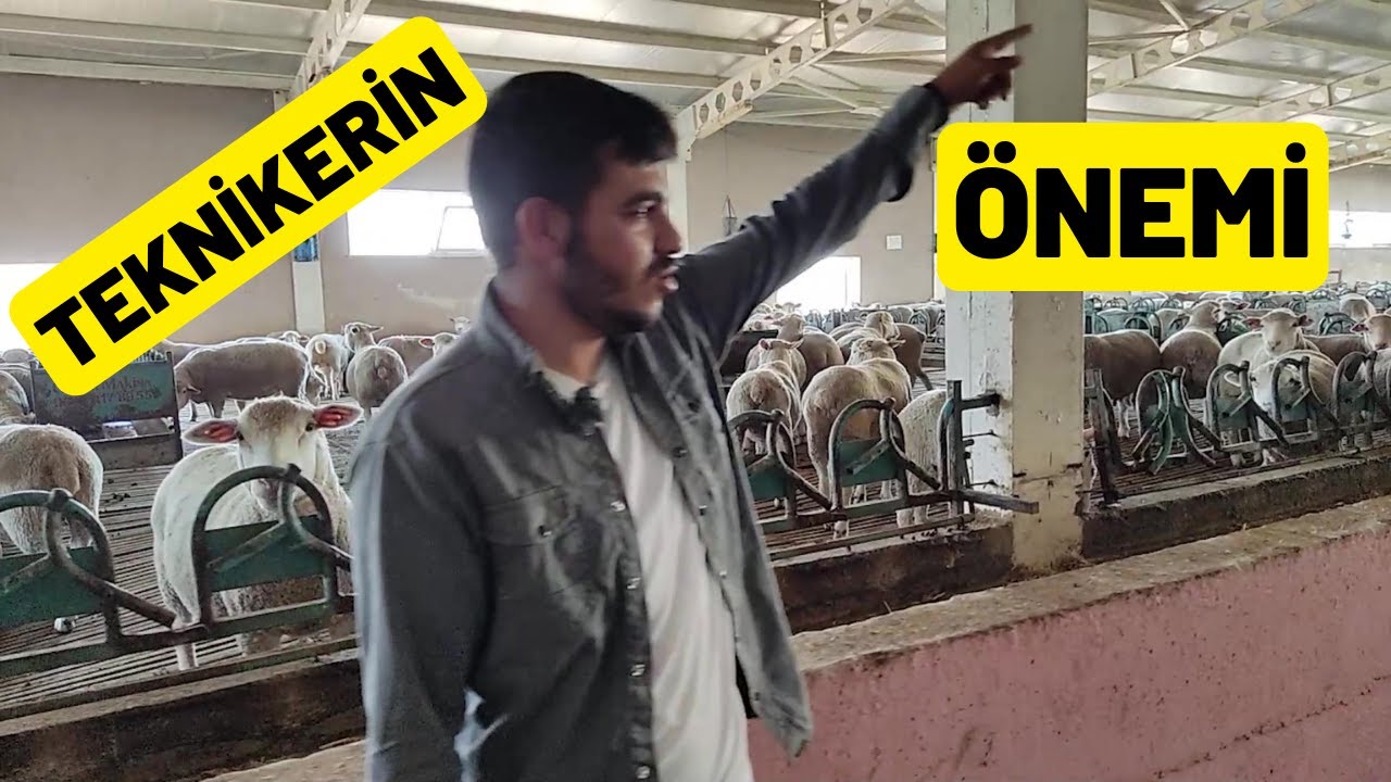 VETERİNER TEKNİKER İÇİN ÇİFTLİK (Teknikerin Anlatımı İle Dinledik İFKÜD)