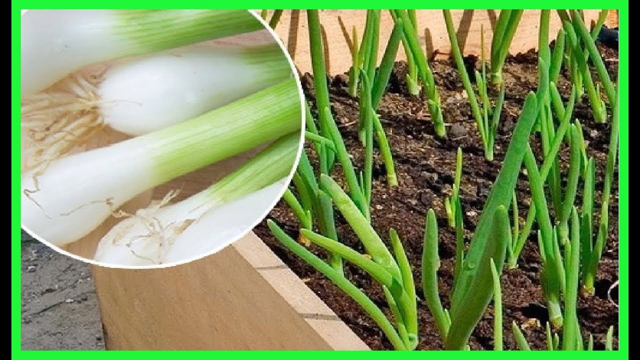 Beneficios del Ceboll&iacute;n para la Salud