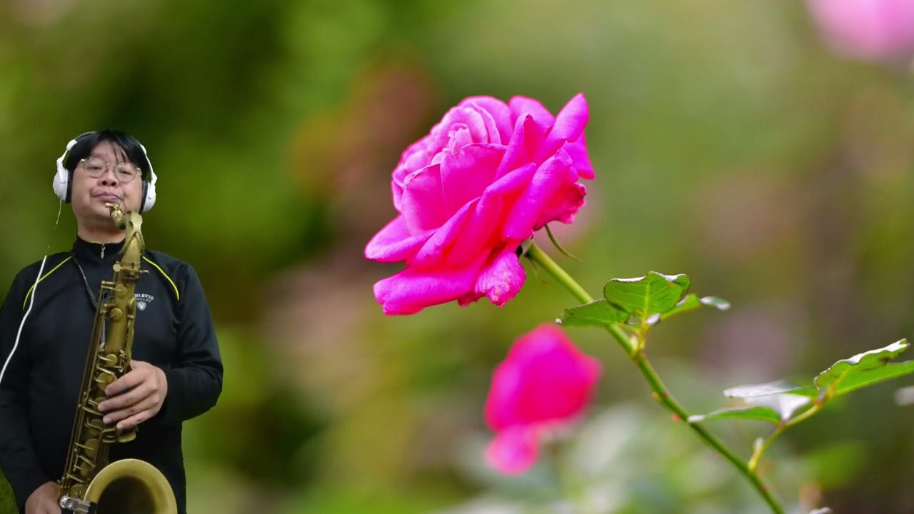 薩克斯風演奏 帶刺的玫瑰