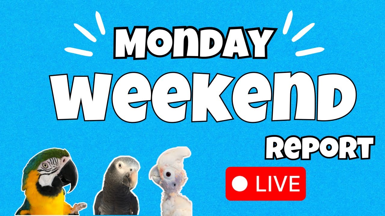 #parrot #cockatoo Weekend Report