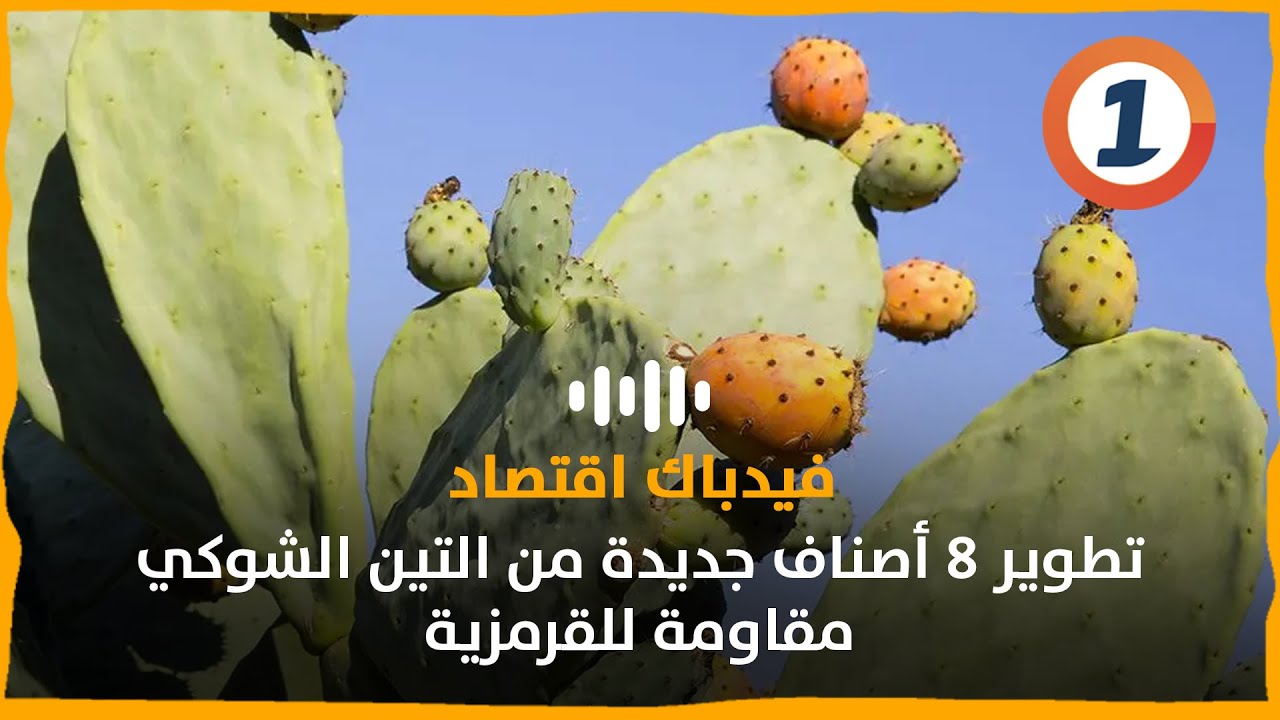 تطوير 8 أصناف جديدة من التين الشوكي مقاومة للقرمزية