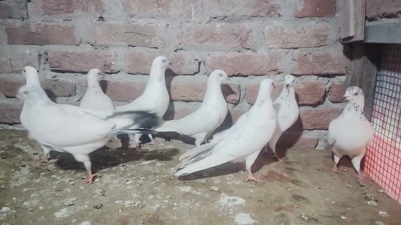 9720221694...9084121694