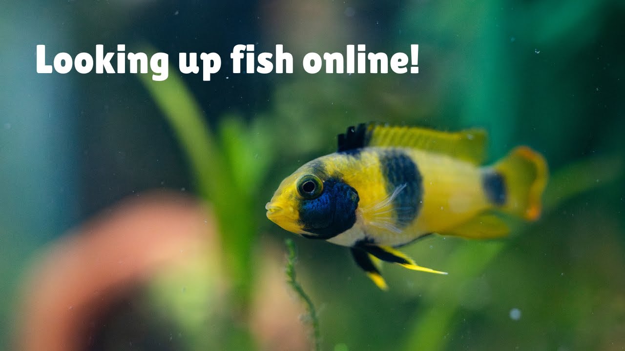 New Arrivals! Did Just One More Fish Finally Update Website?? STORM PREP T_T + Papers/Breeding hopes