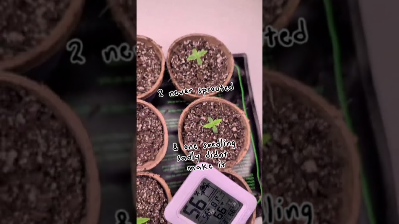 1 Week After Transplanting Seedlings 🌱 Garden Update #plants #gardening #grow #growagarden #2026