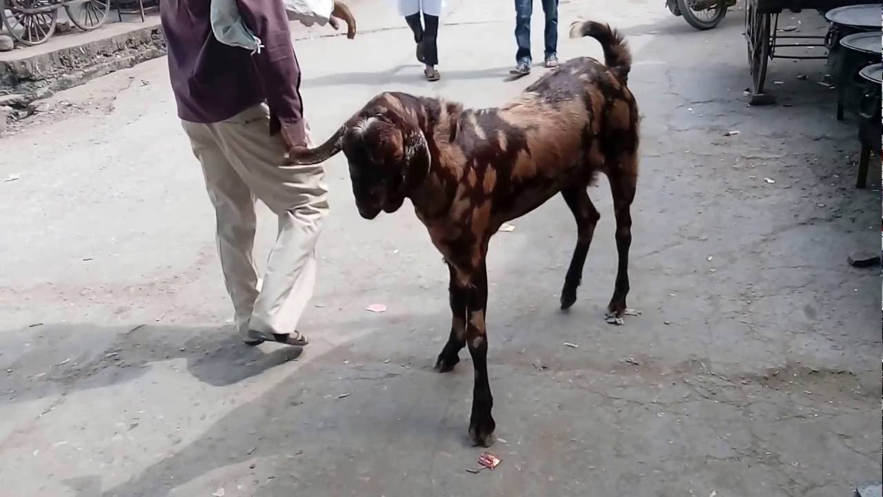 Ajmeri Khassi Bakra Part 2 in sarwad sharif near ajmer