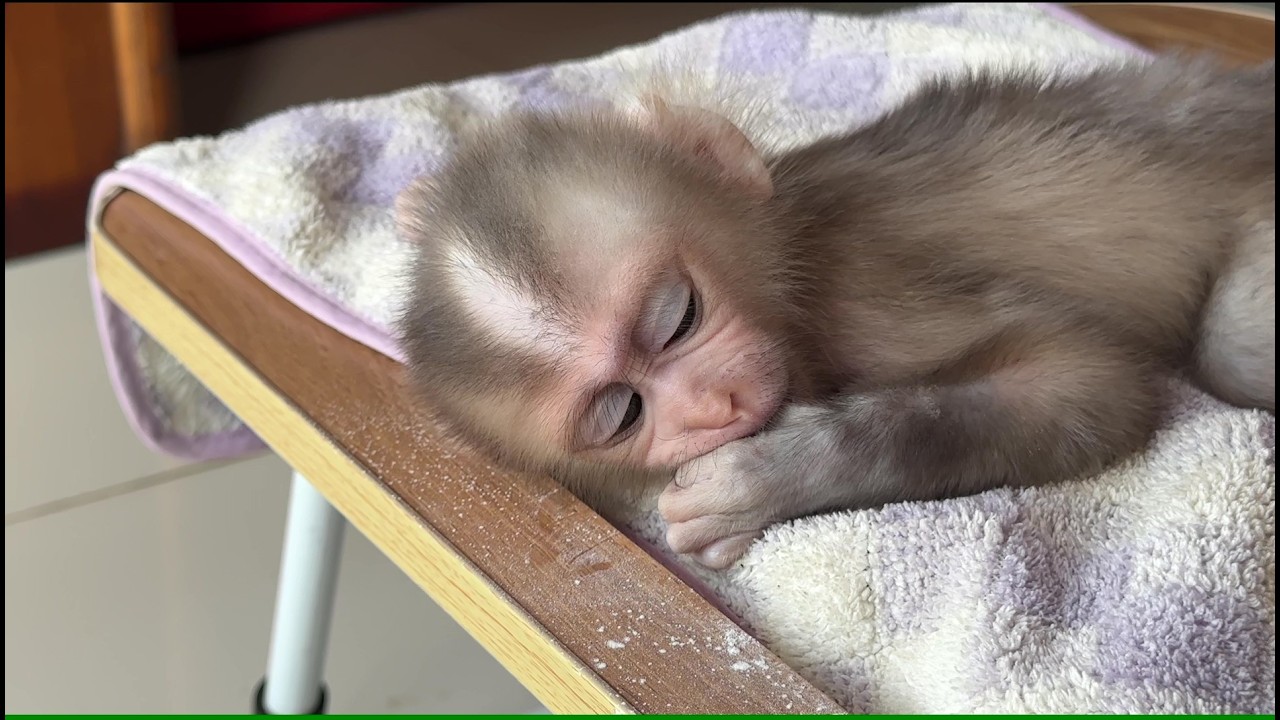 After bath baby monkey sleepy
