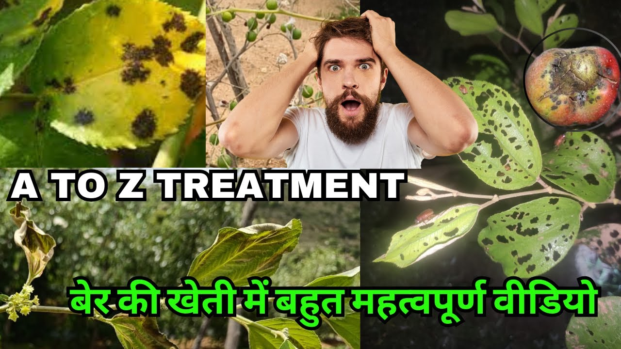 Best Medicines for Apple Ber Pest Control // Boosting Growth and Yield. Apple BER plant treatment.