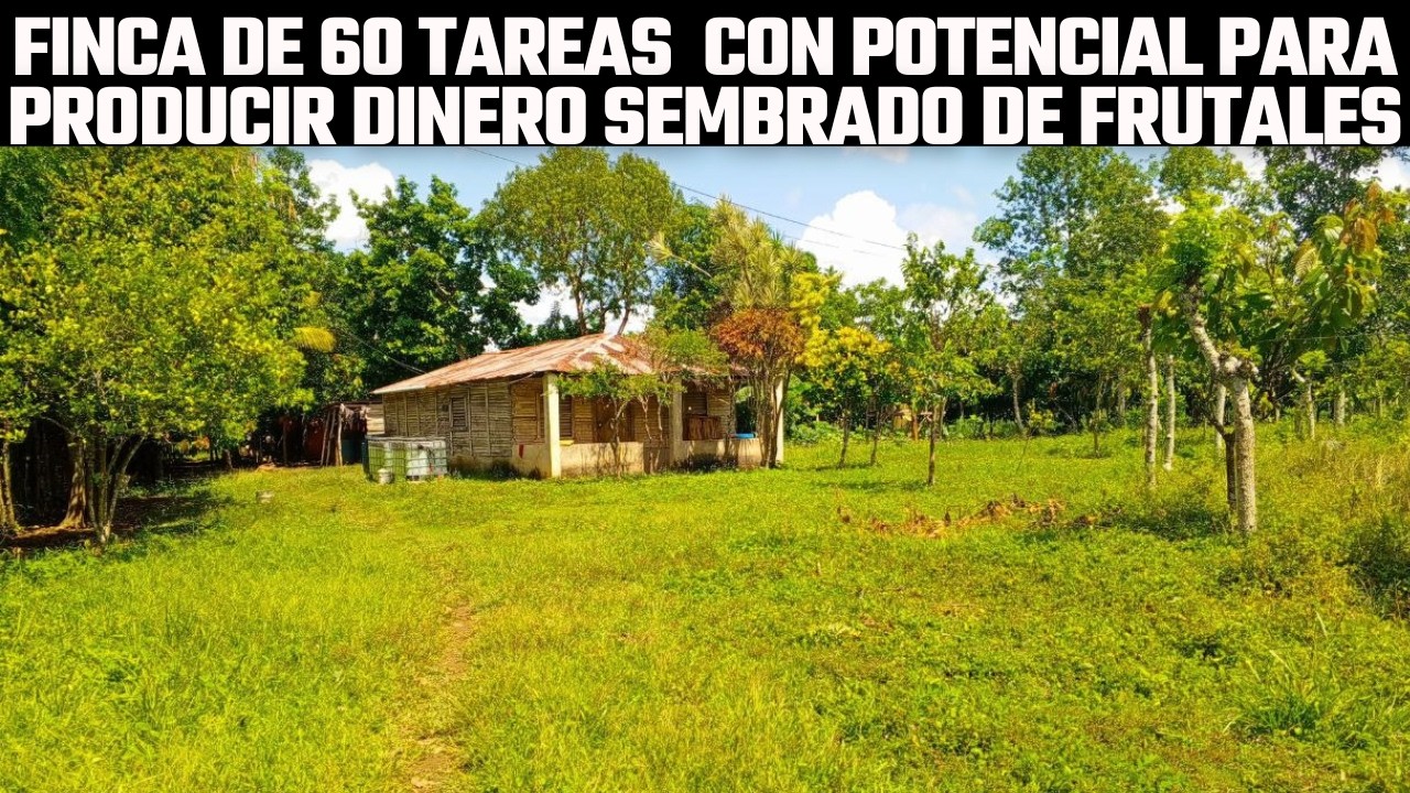Finca de 60 tareas con Mucho Potencial para Producir Dinero con Casa y Sembrada de Árboles Frutales