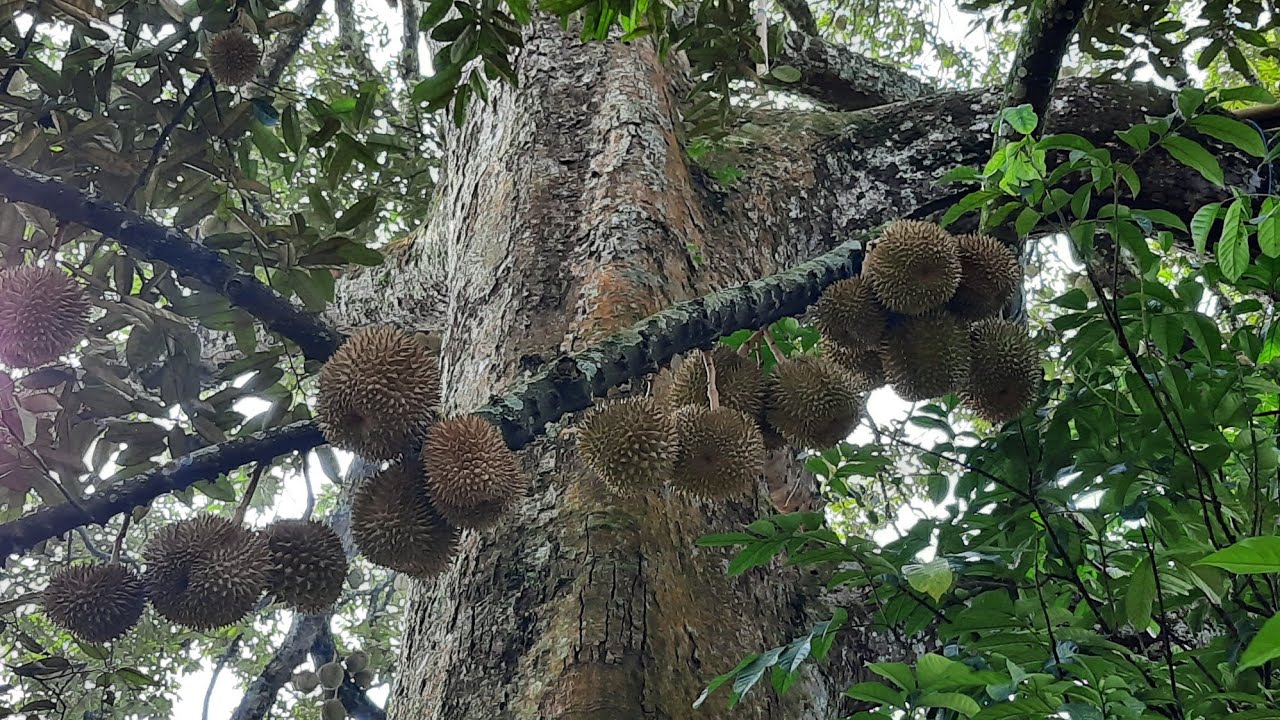 VIRAL..! Pohon Durian Raksasa Sekali Panen Bisa 40 juta Rupiah.